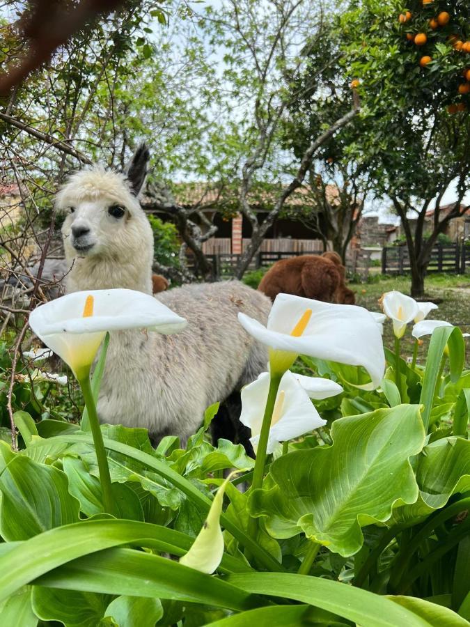 Nariz Monte Frio Alpacasヴィラ エクステリア 写真